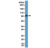 Chromogranin A Antibody for WB Brain WB. Western blot analysis of Chromogranin A / CHGA expression in human brain tissue lysate using Chromogranin A Antibody for WB, clone RM385 at 1:1000. A band is detected at approximately 70-90 kDa, consistent with glycosylated forms of CHGA and aligning with the predicted molecular weight of 51 kDa with post-translational modification-dependent migration.