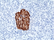 Chromogranin A Antibody Pancreas IHC. Immunohistochemistry staining of FFPE human pancreas tissue with recombinant Chromogranin A antibody at 1:2500.