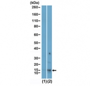 Western blot testing of (1) H2A recombinant protein and (2) acid extracts of human HeLa cell lysate using Acetyl-Histone H2A.X Antibody / Lysine 9 / H2AXK9ac Antibody at 0.01 ug/ml.