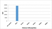 H2BK5ac Antibody / HIST1H2B Early Chromatin Activation Antibody (clone RM455) specificity analysis. Peptide binding assay demonstrating selective recognition of HIST1H2B / Histone H2B Lys5 acetylation (K5ac). Strong signal is observed exclusively with the K5ac peptide, while no detectable reactivity is seen with non-modified Lys5 or other acetylated histone H2B peptides, confirming high specificity for the Lys5-acetylated H2B state associated with early chromatin activation and transcription initiation.
