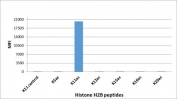 H2BK11ac Antibody / HIST1H2B Transcription Regulation Antibody (clone RM456) specificity analysis. Peptide binding assay demonstrating selective recognition of HIST1H2B / Histone H2B Lys11 acetylation (K11ac). Strong signal is observed exclusively with the K11ac peptide, while no detectable reactivity is seen with non-modified Lys11 or other acetylated histone H2B peptides, confirming high specificity for the Lys11-acetylated H2B state associated with transcriptional regulation and active chromatin.