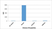 H4K5me1 Antibody specificity. Peptide binding analysis demonstrating selective recognition of histone H4 lysine 5 monomethylation. Strong signal is observed exclusively for the H4K5me1 peptide, with no detectable reactivity toward unmodified lysine 5 (K5 control) or other monomethylated histone H4 peptides. These results confirm high specificity of the H4K5me1 antibody for chromatin maturation-associated monomethylated histone H4.