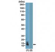 H4R3me2s Antibody WB. Western blot analysis of HIST1H4 / Histone H4 arginine 3 symmetric dimethylation (H4R3me2s) in acid extracts of human K562 cells and recombinant Histone H4 using H4R3me2s Antibody / HIST1H4 Symmetric Arginine Methylation Chromatin Repression Antibody. A band is detected at the predicted molecular weight corresponding to symmetrically dimethylated Histone H4, consistent with nuclear chromatin-associated localization and PRMT5-mediated transcriptional repression.
