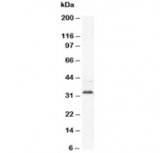 Western blot testing of Synaptophysin antibody and rat brain tissue lysate. Predicted molecular weight: 34-38 kDa.