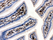 IHC testing of FFPE mouse intestine with beta-Actin antibody. HIER: Boil the paraffin sections in pH 6, 10mM citrate buffer for 20 minutes and allow to cool prior to testing.