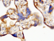 EPO Antibody Placenta IHC. Immunohistochemistry analysis of human placenta tissue using EPO Antibody demonstrates HRP-DAB brown cytoplasmic staining in trophoblastic cells, consistent with erythropoietin (EPO) expression as a hypoxia response hormone involved in oxygen regulation during placental development, while surrounding stromal elements show lower signal; nuclei are counterstained blue.
