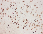 IHC-P: 5-Lipoxygenase antibody testing of mouse brain tissue