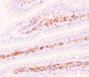 IHC-F testing of mouse intestine tissue using P Glycoprotein antibody.