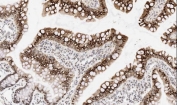 IHC staining of FFPE rat intestine tissue with Apoptosis inhibitor 5 antibody. HIER: boil tissue sections in pH6 citrate buffer for 20 min and allow to cool before testing.