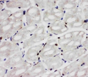 IHC staining of frozen rat heart tissue with Apoptosis inhibitor 5 antibody.