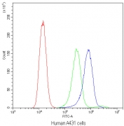 Flow cytometry testing of human A431 cells with Bax antibody at 1ug/10^6 cells (blocked with goat sera); Red=cells alone, Green=isotype control, Blue=Bax antibody.