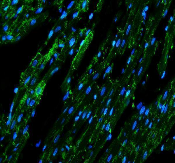 Connexin 43 Antibody Cardiomyocyte Gap Junction IF. Immunofluorescent staining of FFPE rat heart tissue with Connexin 43 antibody (green) at 5 ug/ml. Heat-induced epitope retrieval (HIER) was performed by boiling tissue sections in pH 8 EDTA buffer prior to staining. Nuclei are counterstained with DAPI (blue). Connexin 43 immunoreactivity is observed in a punctate distribution along cardiomyocyte cell borders, consistent with the expected localization of this gap junction protein that forms intercellular channels essential for electrical coupling and synchronized cardiac contraction.