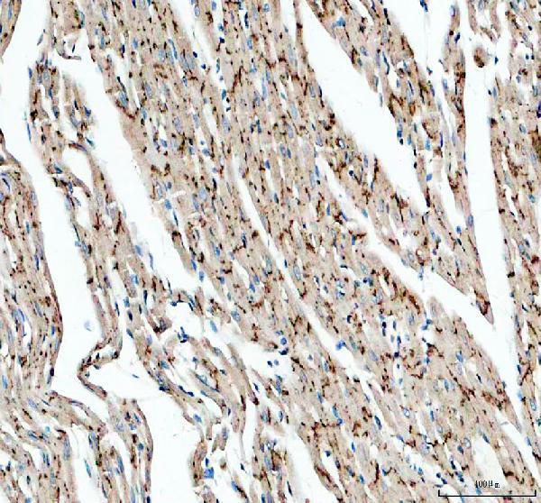 Connexin 43 Antibody Cardiac Conduction IHC. Immunohistochemical staining of FFPE rat heart tissue with Connexin 43 antibody at 2 ug/ml. Heat-induced epitope retrieval (HIER) was performed by boiling tissue sections in pH 8 EDTA buffer prior to staining. Connexin 43 immunoreactivity is observed in a punctate distribution along cardiomyocyte cell borders, consistent with the expected localization of this gap junction protein that mediates intercellular communication, electrical coupling, and synchronized cardiac contraction. Cell nuclei are counterstained with hematoxylin (blue).