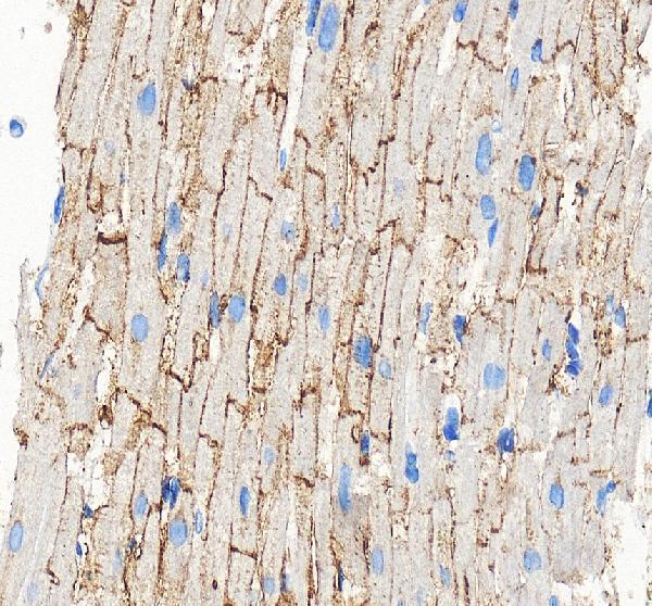 Connexin 43 Antibody Human Heart Gap Junction IHC. Immunohistochemical staining of FFPE human heart tissue with Connexin 43 antibody at 2 ug/ml. Heat-induced epitope retrieval (HIER) was performed by boiling tissue sections in pH 8 EDTA buffer prior to staining. Connexin 43 immunoreactivity is observed in a characteristic punctate pattern along cardiomyocyte cell borders, consistent with the expected localization of this gap junction protein that forms intercellular channels required for electrical coupling and synchronized cardiac contraction. Cell nuclei are counterstained with hematoxylin (blue).