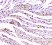 Cx43 Antibody Mouse Heart IHC. Immunohistochemical staining of FFPE mouse heart tissue with Cx43 antibody at 1 ug/ml. Heat-induced epitope retrieval (HIER) was performed by steaming tissue sections in pH 6 citrate buffer for 20 minutes and allowing them to cool prior to staining. Cx43 immunoreactivity is observed in a characteristic punctate pattern along cardiomyocyte cell borders, consistent with the expected localization of this gap junction protein that forms intercellular channels essential for electrical coupling and synchronized cardiac contraction. Cell nuclei are counterstained with hematoxylin (blue).