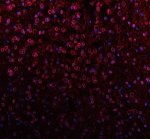Lamin B1 Antibody Mouse Brain IF. Immunofluorescent staining of FFPE mouse brain tissue with Lamin B1 Antibody at 5 ug/ml. HIER was performed using pH 8 EDTA buffer, followed by blocking with 10% goat serum. The tissue section was incubated with rabbit anti-Lamin B1 antibody overnight at 4Â°C, followed by Cy3 conjugated goat anti-rabbit IgG secondary antibody (red). Nuclei were counterstained with DAPI (blue). Lamin B1 Antibody / Nuclear Envelope Marker Antibody demonstrates nuclear envelope staining consistent with LMNB1 localization and supports studies of nuclear lamina organization, nuclear structure and chromatin-associated cellular regulation pathways.