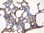 Aquaporin 5 Antibody Rat Lung Immunohistochemistry. IHC-P: Aquaporin 5 antibody testing of rat lung tissue lysate.