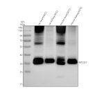 MTCO1 Antibody by WB in Human and Rodent Mitochondrial Samples. Western blot analysis of human and rodent cell lysates using rabbit polyclonal MTCO1 antibody. Prominent immunoreactive bands are detected at approximately 35 kDa in all four sample lanes, with stronger signal in lanes 1 and 3. The apparent molecular weight is below the calculated 57 kDa mass of cytochrome c oxidase subunit I, consistent with the faster electrophoretic migration commonly observed for this highly hydrophobic mitochondrial membrane protein. Additional higher-molecular-weight bands are visible in lanes 1 and 3.