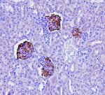Podocin Antibody Mouse Kidney Glomeruli IHC. Immunohistochemistry staining of FFPE mouse kidney tissue was performed with Podocin Antibody at 1 ug/ml following heat-induced epitope retrieval in pH 6 citrate buffer for 20 min. Biotinylated goat anti-rabbit IgG and streptavidin-biotin complex with DAB were used for detection. Strong podocin staining is selectively localized to renal glomeruli, with little staining observed in the surrounding tubular tissue. This Podocin Antibody demonstrates the characteristic glomerular distribution of NPHS2 and supports its use as a glomerular podocyte marker.