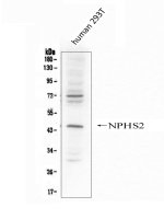 Podocin Antibody Human 293T Cell WB. Western blot analysis was performed with Podocin Antibody on human 293T whole cell lysate under reducing conditions. The antibody was used at 0.5 ug/ml overnight at 4oC. A prominent band is detected at approximately 45 kDa, close to the expected molecular weight of approximately 42 kDa for podocin/NPHS2. Additional bands are observed at approximately 65-70 kDa and 30 kDa. This Podocin Antibody demonstrates detection of NPHS2 in human 293T cell lysate.