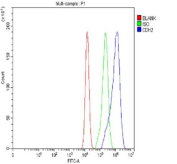 Flow cytometry testing of fixed human A549 cells with N-Cadherin antibody at 1ug/million cells (blocked with goat sera); Red=cells alone, Green=isotype control, Blue= N-Cadherin antibody.