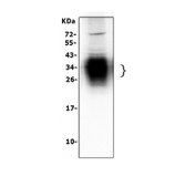 Western blot testing of SFTPA1 antibody and Lane 1:  rat lung;  2: rat lung (different lot);  3: human Raji lysate. Predicted molecular weight: ~26 kDa but may be observed at higher molecular weights due to glycosylation.