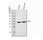 Connexin 40 Antibody Mouse and Rat Heart WB. Western blot analysis of Connexin 40 Antibody using lane 1: rat heart tissue and lane 2: mouse heart tissue lysates. A specific band is detected at approximately 40 kDa in both samples, consistent with the predicted molecular weight of endogenous Connexin 40 (GJA5). These results demonstrate cross-species detection of this cardiac gap junction protein and support the use of Connexin 40 Antibody, a Gap Junction Protein Antibody, for studies of intercellular communication, cardiac conduction and cardiovascular physiology.