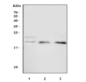 Western blot testing of 1) human U-251, 2) rat brain and 3) mouse brain tissue lysate with Pleiotrophin antibody. Predicted molecular weight ~19 kDa.