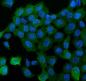 Immunofluorescent staining of FFPE human A431 cells with DRG1 antibody (green) and DAPI nuclear stain (blue). HIER: steam section in pH6 citrate buffer for 20 min.