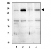 Western blot analysis of human 1) HeLa, 2) MCF7, 3) U-87 MG, and 4) U-251 cell lysates using Thrombospondin 2 antibody. The expected molecular weight for full-length THBS2 is approximately 130 kDa, but literature reports fully glycosylated forms migrating at 140-170 kDa. In this blot, the major band appears near ~160 kDa, consistent with mature glycosylated THBS2. A secondary band at ~90 kDa corresponds to documented proteolytic fragments described for this extracellular matrix protein.