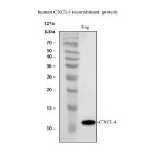 CXCL4 Antibody Recombinant Protein WB. Western blot testing of recombinant human CXCL4/PF4 protein with CXCL4 Antibody at 0.5 ug/ml. Lane contains 5 ng of purified recombinant human CXCL4 protein. A specific band was detected at approximately 11 kDa, consistent with the expected molecular weight of recombinant CXCL4/Platelet Factor 4. CXCL4 Antibody / Chemokine Ligand 4 Antibody demonstrates specific recognition of human CXCL4 and supports studies of platelet-derived chemokine signaling, platelet activation, inflammatory regulation and vascular biology pathways.