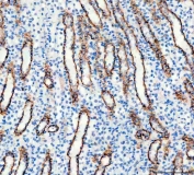 IHC staining of FFPE rat kidney tissue with AQP3 antibody. HIER: boil tissue sections in pH8 EDTA for 20 min and allow to cool before testing.