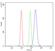 Desmoglein 2 Antibody 293T FACS. Flow cytometry analysis of human 293T cells stained with Desmoglein 2 antibody detecting DSG2. The antibody signal (blue) shows a clear rightward shift compared to cells alone (red) and isotype control (green), indicating positive surface-associated detection of DSG2. This pattern is consistent with Desmoglein 2 as a membrane-localized desmosomal cadherin involved in cell-cell adhesion.