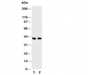 Western blot testing of HDAC8 antibody and Lane 1:  rat heart;  2: human A549 cell lysate