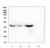 INDOL1 Antibody Human Sample WB. Western blot testing of human 1) A549, 2) placenta, 3) Caco-2 and 4) PC-3 cell lysate with INDOL1 antibody. Predicted molecular weight ~47 kDa.
