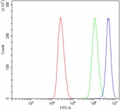 Ku70 Antibody MCF7 Cell FACS. Flow cytometry testing of human MCF7 cells with Ku70 antibody at 1ug/million cells (blocked with goat sera); Red=cells alone, Green=isotype control, Blue= Ku70 antibody.