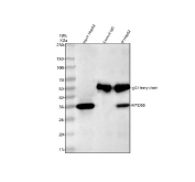 Immunoprecipitation and western blot analysis of MYD88 expression. Human HepG2 whole cell lysates were used for immunoprecipitation with anti-MYD88 antibody. Lane 1 shows input HepG2 whole cell lysate (30 ug). Lane 2 shows immunoprecipitation performed using rabbit control IgG instead of the primary antibody, serving as a negative control. Lane 3 shows immunoprecipitation using anti-MYD88 antibody incubated with HepG2 whole cell lysate (500 ug). Immunoprecipitated proteins were resolved by SDS-PAGE, transferred to membrane, and detected using anti-MYD88 antibody followed by HRP-conjugated goat anti-rabbit IgG secondary antibody. A specific band corresponding to MYD88 is detected at approximately 35 kDa, consistent with the predicted molecular weight of Myeloid differentiation primary response protein 88. The higher molecular weight band observed around 50 kDa corresponds to the IgG heavy chain.