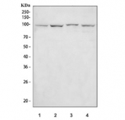 NLRP3 Antibody Multi-Species WB. Western blot analysis of 1) human ThP-1, 2) rat PC-12, 3) mouse spleen, and 4) mouse RAW264.7 cell lysates using NLRP3 Antibody. Bands are detected near approximately 110-120 kDa across multiple samples, consistent with the predicted molecular weight of NLRP3 / Cryopyrin, an inflammasome-associated signaling protein involved in innate immune activation, inflammatory regulation, cytokine maturation, and pyroptosis-associated cellular pathways.