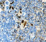 Granzyme B Antibody Mouse Spleen IHC. Immunohistochemical staining of FFPE mouse spleen tissue using Granzyme B Antibody at 2 ug/ml. HIER was performed in pH 8.0 EDTA buffer. An HRP-conjugated goat anti-rabbit IgG secondary antibody with DAB substrate was used for detection. Granzyme B Antibody, a Cytotoxic Lymphocyte Marker Antibody, demonstrates strong granular cytoplasmic staining in scattered splenic lymphocytes, consistent with granzyme B expression in activated cytotoxic T lymphocytes and natural killer cells.
