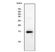 Western blot testing of recombinant human Interleukin 3 protein (10ng/lane) with IL-3 antibody.