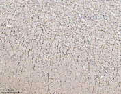 MAG Antibody Mouse Brain IHC. Immunohistochemistry was performed on FFPE mouse brain tissue using MAG Antibody. Heat-induced epitope retrieval was carried out in pH 8 EDTA buffer prior to antibody incubation. Bound antibody was detected using an HRP-conjugated secondary antibody with DAB chromogen. Prominent staining is observed throughout the myelinated fiber network of the brain, while neuronal cell bodies exhibit comparatively little immunoreactivity, consistent with the localization of Myelin Associated Glycoprotein to oligodendrocyte myelin sheaths. These results demonstrate that this Axon-Glia Interaction Protein Antibody is suitable for immunohistochemical detection of endogenous MAG in formalin-fixed, paraffin-embedded mouse brain tissue.