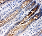 IHC-F testing of rat intestine tissue