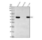 Immunoprecipitation of PDK2 protein from 500ug of human Jurkat whole cell lysate with 2ug of PDK2 antibody.