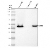 Flotillin 1 Antibody Human Cell IP. Immunoprecipitation of Flotillin 1 protein from 500 ug of human A431 whole cell lysate using 2 ug of Flotillin 1 Antibody. Immunoprecipitated protein was analyzed by Western blot, with input lysate and control IgG samples included for comparison. Flotillin 1 Antibody / Lipid Raft Marker Antibody successfully enriches endogenous FLOT1 protein and supports studies of lipid raft organization, membrane microdomains, vesicle trafficking and protein interaction analysis.