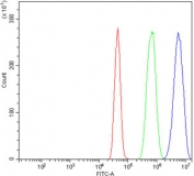 p63 Antibody for FACS. Flow cytometry analysis of human A431 cells using a rabbit polyclonal p63 antibody for FACS demonstrates a clear rightward fluorescence shift (blue) relative to isotype control (green) and unstained cells (red), consistent with intracellular detection of Tumor protein 63 (TP63). Cells were fixed and permeabilized to allow access to the nuclear target, resulting in distinct separation of TP63-positive signal from background. The tight peak distribution indicates uniform nuclear expression within the cell population, supporting reliable gating of TP63-expressing cells. Staining was performed at 1 ug per million cells with goat sera blocking to reduce non-specific binding, enabling accurate assessment of TP63 expression by flow cytometry.