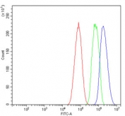 Flow cytometry testing of human HepG2 cells with Annexin VII antibody at 1ug/million cells (blocked with goat sera); Red=cells alone, Green=isotype control, Blue= Annexin VII antibody.