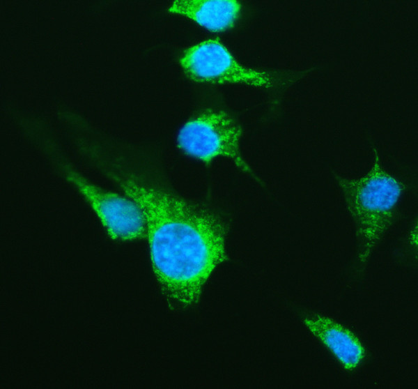 Collagen 1 Antibody for IF / COL1A1 Immunofluorescence Antibody NIH/3T3 Cell IF. Immunofluorescent staining of NIH/3T3 cells using Collagen 1 Antibody for IF / COL1A1 Immunofluorescence Antibody. Collagen I is detected predominantly within the cytoplasm and pericellular extracellular matrix, consistent with its synthesis and secretion by fibroblast-like cells. Enzymatic antigen retrieval was performed for 15 minutes prior to staining. Cells were blocked with 10% goat serum and incubated with the primary antibody (5 ug/ml) overnight at 4Â°C, followed by a Fluoro488-conjugated goat anti-rabbit IgG secondary antibody. Nuclei were counterstained with DAPI and fluorescence was visualized using appropriate filter sets.