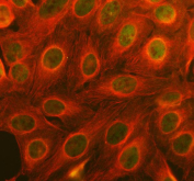 Immunofluorescent staining of FFPE human U-2 OS cells with EGR2 antibody (green) and Alpha Tubulin mAb (red). HIER: steam section in pH6 citrate buffer for 20 min.