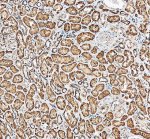 MCT5 Antibody Human Kidney IHC. Immunohistochemistry analysis of FFPE human kidney tissue using MCT5 Antibody. Heat induced epitope retrieval was performed in pH 8.0 EDTA buffer prior to overnight incubation with primary antibody (2 ug/mL). HRP detection with DAB chromogen was used for visualization. Strong membranous and cytoplasmic staining is observed throughout renal tubular epithelial cells, consistent with the expected expression pattern of MCT5 (SLC16A4), a proton-coupled monocarboxylate transporter involved in epithelial metabolite transport. These results support the use of MCT5 Antibody / Monocarboxylate Transporter 5 Antibody for studying MCT5 expression, SLC16A4 biology and monocarboxylate transport.