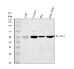 MCT5 Antibody Human, Rat and Mouse Kidney WB. Western blot analysis using MCT5 Antibody. Lane 1: human A549 cells; Lane 2: rat kidney tissue lysate; Lane 3: rat NRK cells; Lane 4: mouse kidney tissue lysate. A specific band is detected at approximately 54 kDa in all samples, consistent with the expected molecular weight of MCT5 (SLC16A4). Detection in both rodent kidney tissues and cultured epithelial cell lines supports the conserved expression of this proton-coupled monocarboxylate transporter across species. These results support the use of MCT5 Antibody / Monocarboxylate Transporter 5 Antibody for studying MCT5 expression, SLC16A4 biology and monocarboxylate transport.
